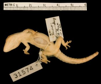 Media type: image;   Herpetology R-31574